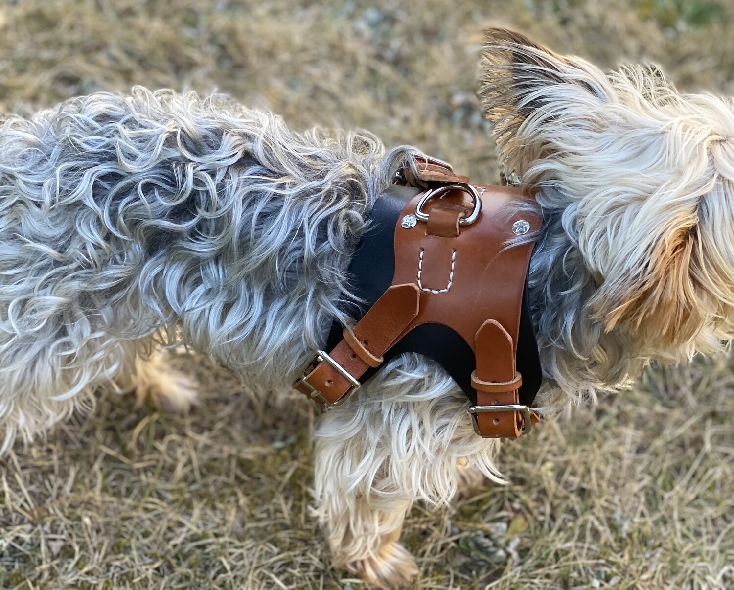 Dog harness "Ljubica"