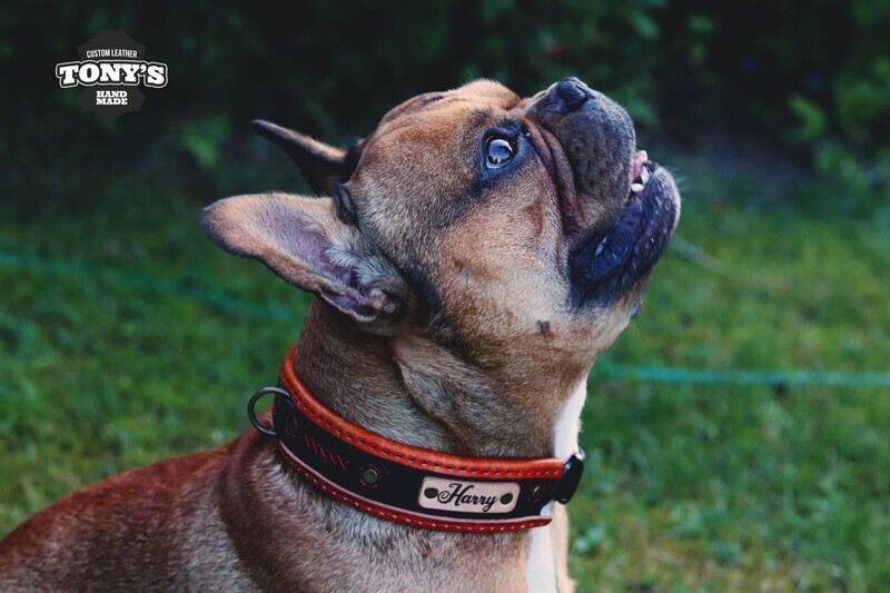 Dog Collar &quot;Dzeki&quot;