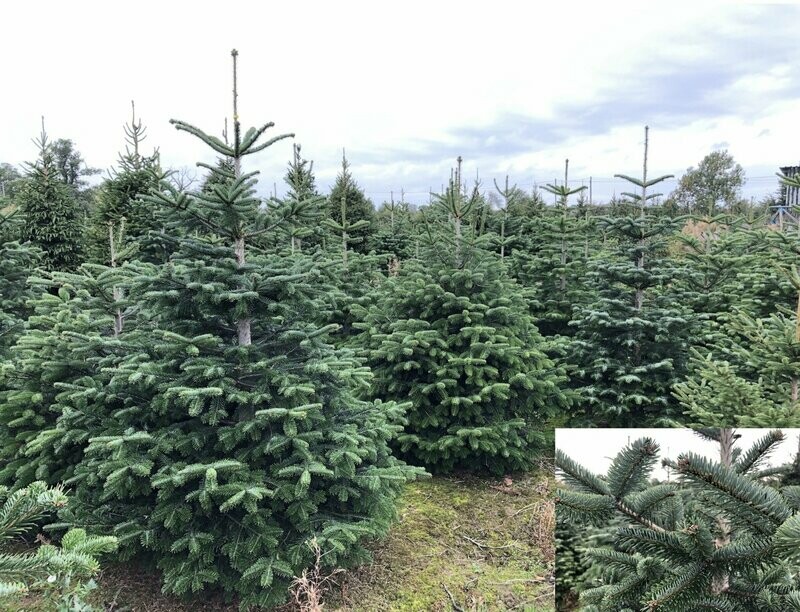 Nordmann Fir (POTTED)