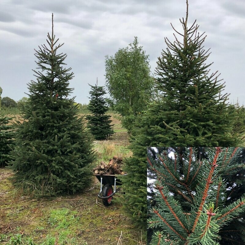 Norway Spruce (CUT)