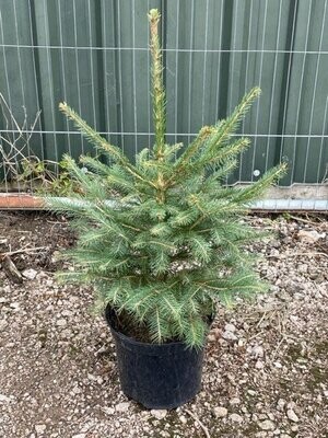 Container Grown Norway spruce