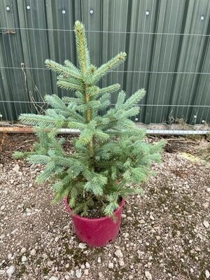 Container Grown Blue Spruce