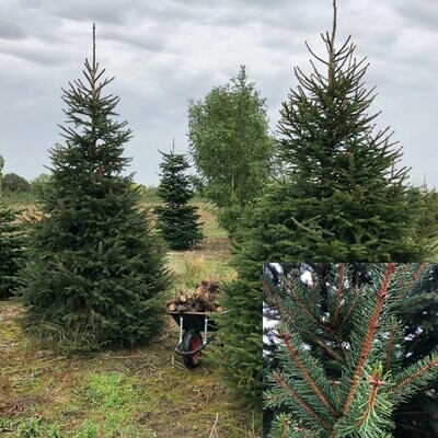 Norway Spruce (CUT) Norway Spruce (CUT)