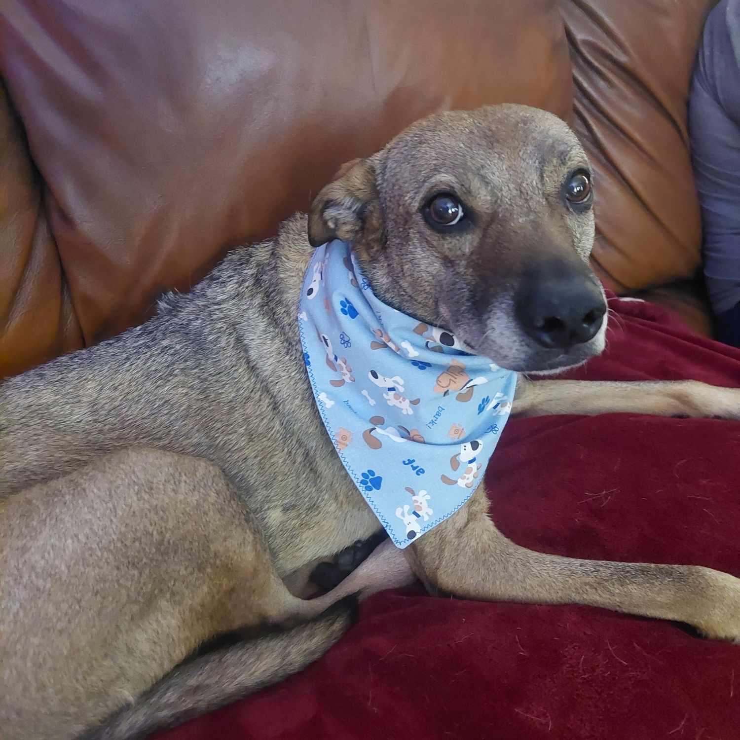 Dog Bandana