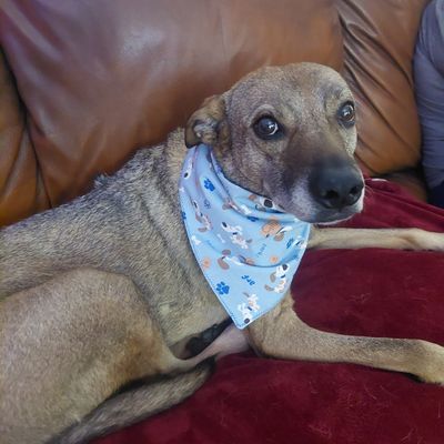 Dog Bandana