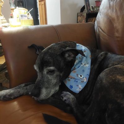 Dog Bandana