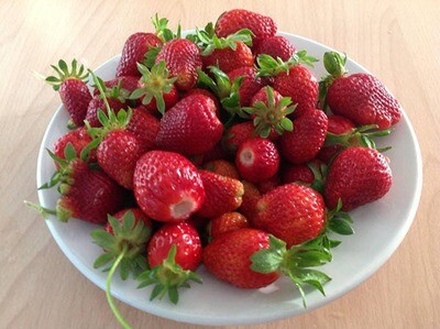 Strawberries 'Eclaire' | Bare Root - Gardener's Dozen (13) Strawberries 'Eclaire' | Bare Root - Gardener's Dozen (13)