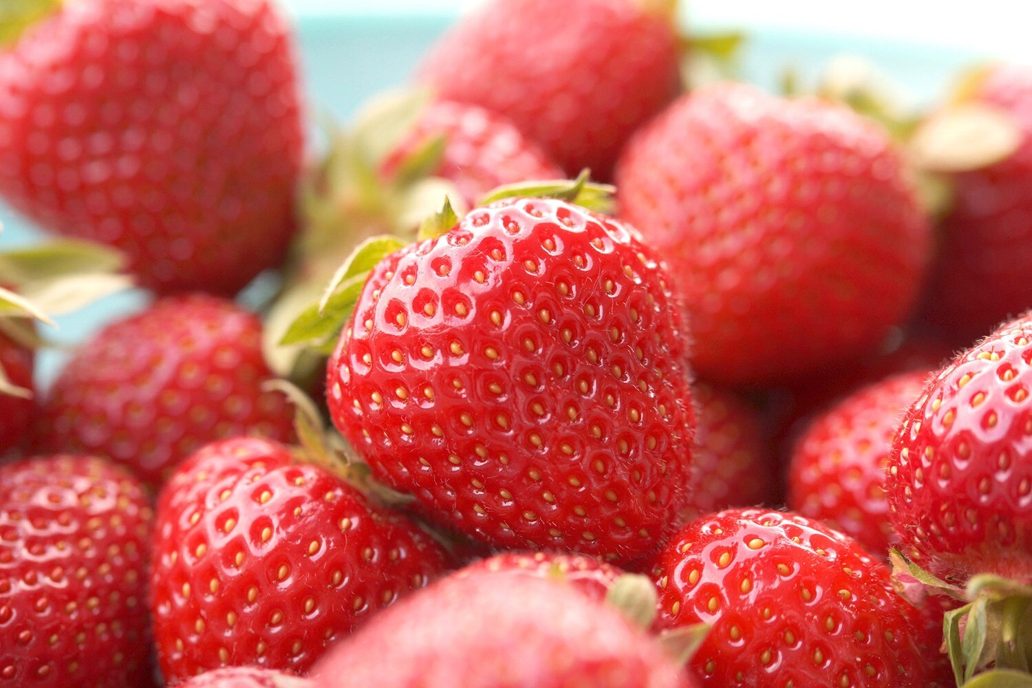 Strawberries 'Eversweet' | Bare Root - Gardener's Dozen (13)