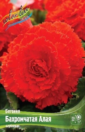 БЕГОНИЯ  'БАХРОМЧАТАЯ АЛАЯ'  (Begonia Fimbriata Scarlet); [ размер 5/6 ]; { 5  штук в упак.}