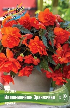 БЕГОНИЯ  'ИЛЛЮМИНЕЙШН ОРАНЖЕВАЯ'  (Begonia Illumination Orange); [ размер 5/6 ]; { 3  штук в упак.}