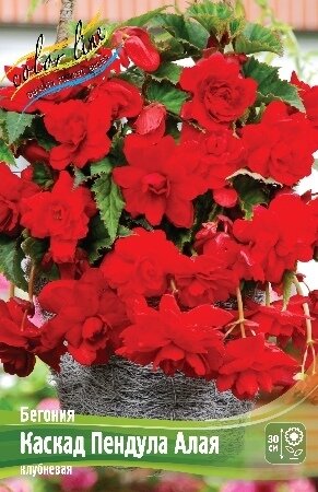 БЕГОНИЯ  'КАСКАД ПЕНДУЛА АЛАЯ'  (Begonia Cascade Pendula Scarlet); [ размер 5/6 ]; { 5  штук в упак.}