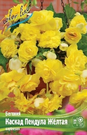 БЕГОНИЯ  'КАСКАД ПЕНДУЛА ЖЕЛТАЯ'  (Begonia Cascade Pendula Yellow); [ размер 5/6 ]; { 5  штук в упак.}