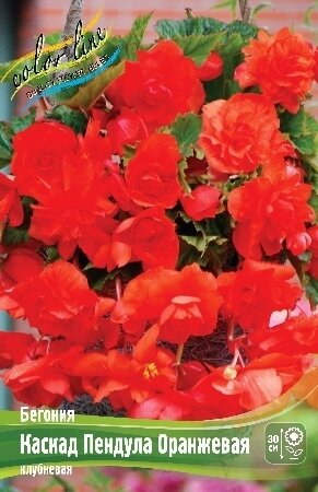 БЕГОНИЯ  'КАСКАД ПЕНДУЛА ОРАНЖЕВАЯ'  (Begonia Cascade Pendula Orange); [ размер 5/6 ]; { 5  штук в упак.}