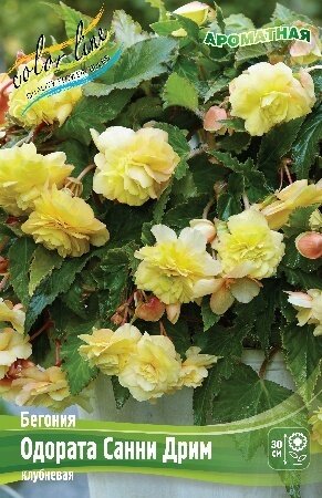 БЕГОНИЯ  'ОДОРАТА САННИ ДРИМ'  (Begonia Odorata Sunny Dream); [ размер 5/6 ]; { 3  штук в упак.}