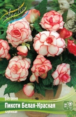БЕГОНИЯ  'ПИКОТИ БЕЛАЯ-КРАСНАЯ'  (Begonia Picotee White-Red); [ размер 5/6 ]; { 5  штук в упак.}