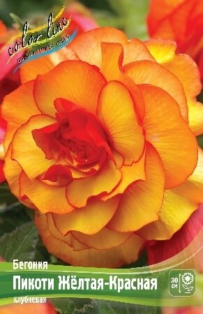 БЕГОНИЯ  'ПИКОТИ ЖЕЛТАЯ-КРАСНАЯ'  (Begonia Picotee Yellow-Red); [ размер 5/6 ]; { 5  штук в упак.}