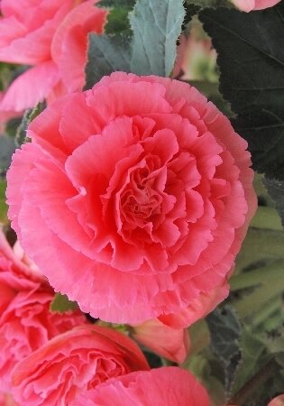 БЕГОНИЯ  'РАФФЛД РОЗОВАЯ'  (Begonia Ruffled Pink); [ размер 4/+ ]; { 2  штук в упак.}