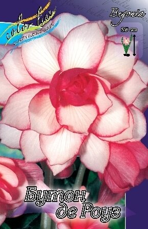 БЕГОНИЯ  'РОУЗБАД'  (Begonia Bouton De Rose); [ размер 5/6 ]; { 5  штук в упак.}