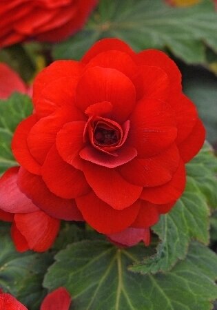БЕГОНИЯ  'РОУЗФОРМ КРАСНАЯ'  (Begonia Roseform Red); [ размер 4/+ ]; { 2  штук в упак.}