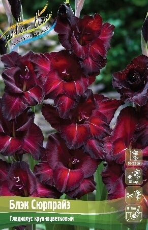 ГЛАДИОЛУС  'БЛЭК СЮРПРАЙЗ'  (Gladiolus Black Surprise); [ размер 12/14 ]; { 8  штук в упак.}