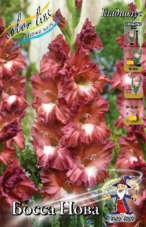 ГЛАДИОЛУС  'БОССАНОВА'  (Gladiolus Bossa Nova); [ размер 10/12 ]; { 8  штук в упак.}