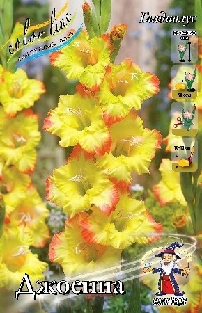 ГЛАДИОЛУС  'ДЖОЕННА'  (Gladiolus Joenna); [ размер 10/12 ]; { 8  штук в упак.}