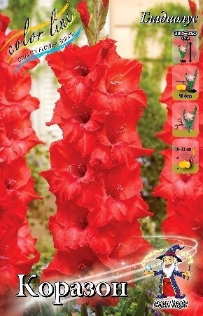 ГЛАДИОЛУС  'КОРАЗОН'  (Gladiolus Corazon); [ размер 10/12 ]; { 8  штук в упак.}
