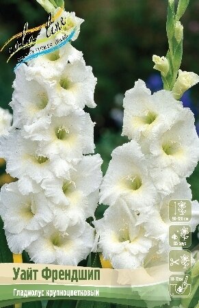ГЛАДИОЛУС  'УАЙТ ФРЕНДШИП'  (Gladiolus White Friendship); [ размер 10/12 ]; { 10  штук в упак.}