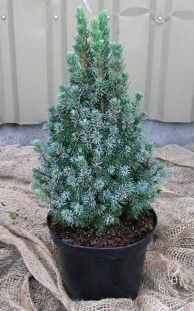 Ель канадская 'Сандерз Блю' (Picea glauca Sander's Blue); [разм P9]; без уп.