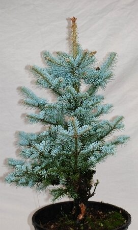 Ель колючая 'Глаука Аризоника' (Picea pungens Glauca Arizonica); [разм P9 15-20]; без уп.