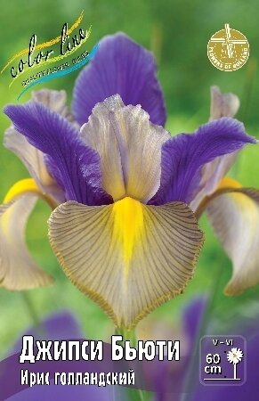 ИРИС ГОЛЛ.  'ДЖИПСИ БЬЮТИ'  (Iris hollandica Gipsy Beauty); [ размер 7/8 ]; { 10  штук в упак.}