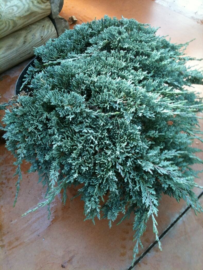 Можжевельник горизонтальный 'Айси Блю' (Juniperus horizontalis Icee Blue); [разм P9 15-20]; без уп.
