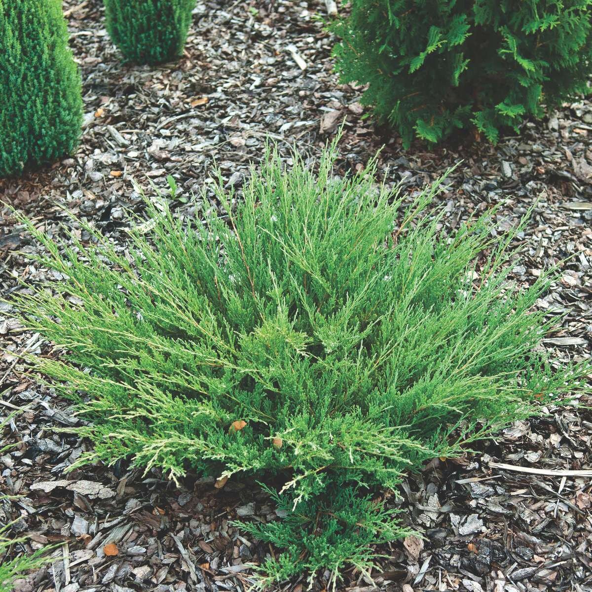 Можжевельник горизонтальный 'Андорра Компакт' (Juniperus horizontalis Andorra Compact); [разм P9]; без уп.