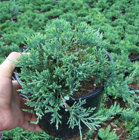 Можжевельник горизонтальный 'Вилтони' (Juniperus horizontalis Wiltonii); [разм P9]; без уп.