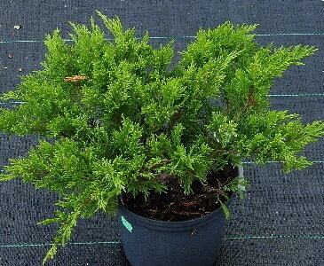 Можжевельник казацкий 'Рокери Джем' (Juniperus sabina Rockery Gem); [разм P9]; без уп.