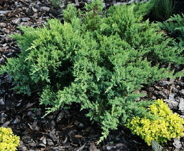 Можжевельник казацкий 'Тамарисцифолия' (Juniperus sabina Tamariscifolia); [разм P9]; без уп.