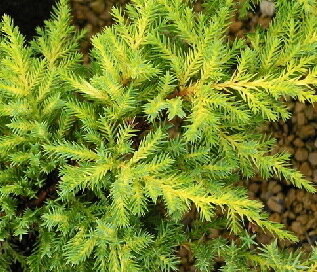 Можжевельник китайский 'Даубс Фростед' (Juniperus chinensis Daub's Frosted); [разм P9 15-20]; без уп.