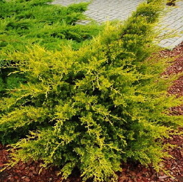 Можжевельник китайский 'Куривао Голд' (Juniperus chinensis Kuriwao Gold); [разм P9]; без уп.