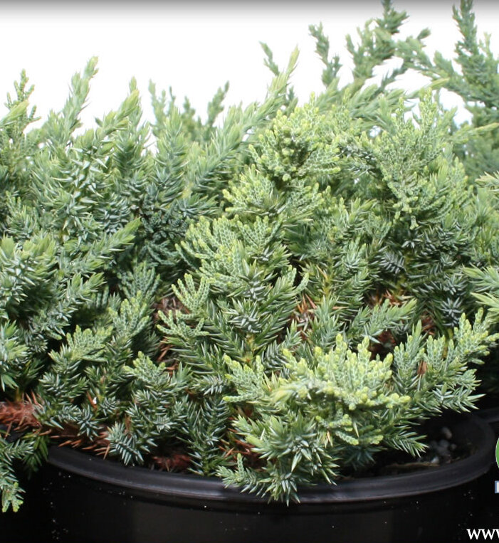 Можжевельник китайский 'Сан Хосе' (Juniperus chinensis San José); [разм P9 15-20]; без уп.