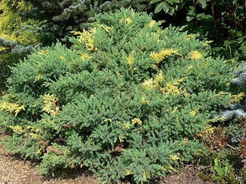Можжевельник китайский 'Экспанса Ауреоспиката' (Juniperus chinensis Expansa Aureospicata); [разм P9 15-20]; без уп.