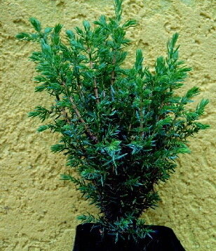 Можжевельник обыкновенный 'Арнольд' (Juniperus communis Arnold); [разм P9]; без уп.