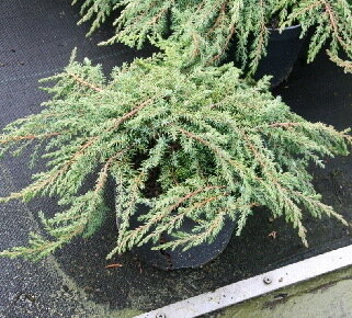 Можжевельник обыкновенный 'Грин Карпет' (Juniperus communis Green Carpet); [разм P9]; без уп.