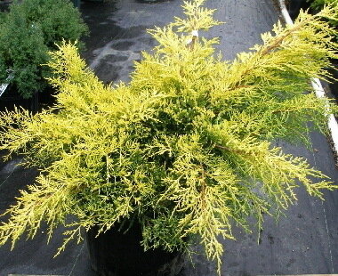 Можжевельник обыкновенный 'Депресса Ауреа' (Juniperus communis Depressa Aurea); [разм P9 15-20]; без уп.