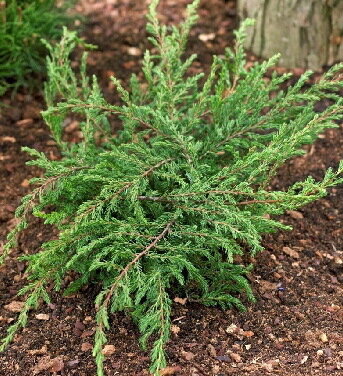 Можжевельник обыкновенный 'Репанда' (Juniperus communis Repanda); [разм P9]; без уп.