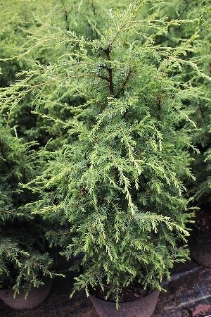 Можжевельник прибрежный 'Суецика' (Juniperus communis Suecica); [разм P9]; без уп.