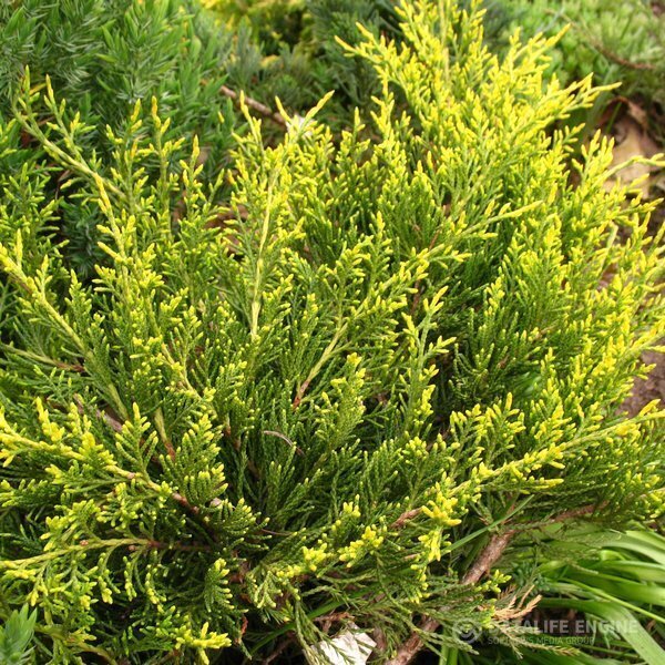 Можжевельник средний 'Мордиган Голд' (Juniperus pfitzeriana Mordigan Gold); [разм P9]; без уп.