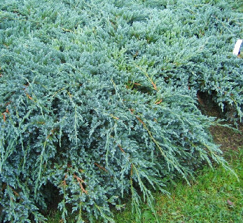 Можжевельник чешуйчатый 'Блю Карпет' (Juniperus squamata Blue Carpet); [разм P9]; без уп.