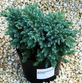 Можжевельник чешуйчатый 'Блю Стар' (Juniperus squamata Blue Star); [разм P9]; без уп.