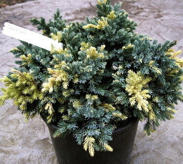 Можжевельник чешуйчатый 'Флориант' (Juniperus squamata Floriant); [разм P9 10-15]; без уп.