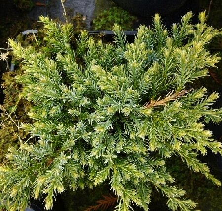 Можжевельник чешуйчатый 'Холгер' (Juniperus squamata Holger); [разм P9]; без уп.